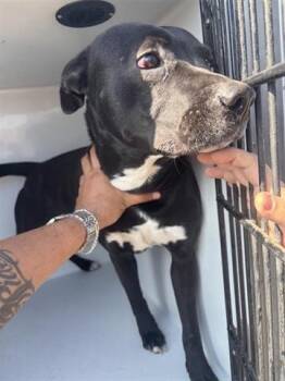 Pit Bull Terrier Dogs Available for Adoption - A650857 | PetCurious