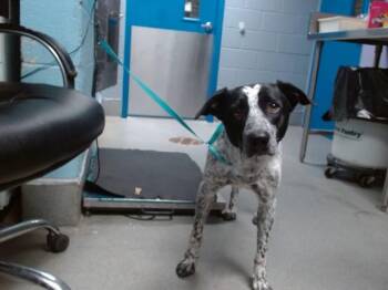 HUGH JACKMAN -  Australian Cattle Dog Blue Heeler and Mixed Breed Dog for Adoption in Albuquerque, New Mexico - HUGH JACKMAN | PetCurious