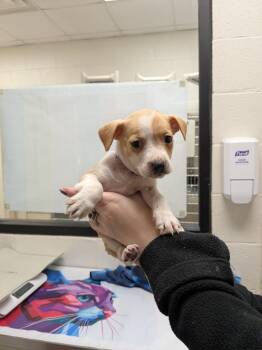 Pinkie Pie -  Terrier and Mixed Breed Dog for Adoption in Madison, Georgia - Pinkie Pie | PetCurious