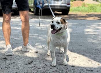 Henley -  Beagle and English Bulldog Dog for Adoption in Pawleys Island, South Carolina - Henley | PetCurious