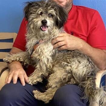 Poodle and Terrier Dogs Available for Adoption in Hawthorne, California - Spongebob | PetCurious