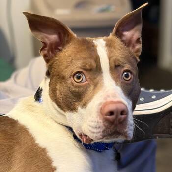 Labrador Retriever Dogs Available for Adoption - EARL-Local | PetCurious