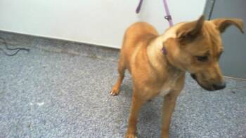 A1266912 -  Mixed Breed Dog for Adoption in Charlotte, North Carolina - A1266912 | PetCurious