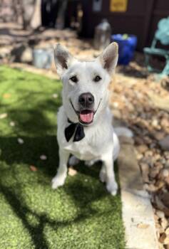 Great Pyrenees and White German Shepherd Dogs Available for Adoption - Russo  | PetCurious