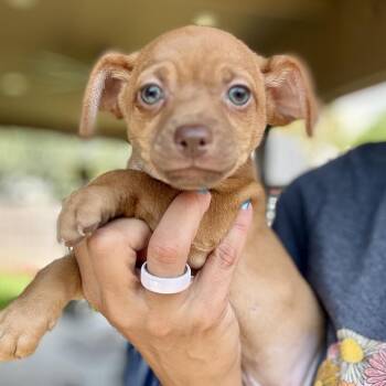 Memorial -  Rat Terrier and Chihuahua Dog for Adoption in Park Row, Texas - Memorial | PetCurious
