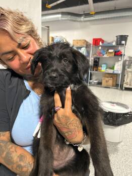 Wirehaired Terrier Dogs Available for Adoption in Portland, Maine - OPAL | PetCurious