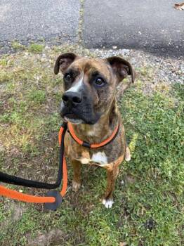 MARVEL -  Boxer and Mixed Breed Dog for Adoption in Newton, North Carolina - MARVEL | PetCurious