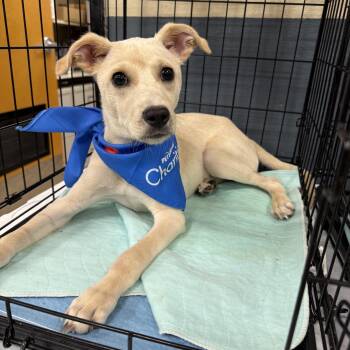 Labrador Retriever and Australian Cattle Dog Blue Heeler Dogs Available for Adoption in Baton Rouge, Louisiana - Buckley | PetCurious