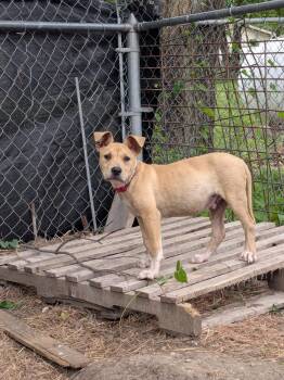 Mixed Breed Dogs Available for Adoption in Manhattan, Kansas - Tank | PetCurious