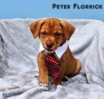 Peter Florrick -  Chihuahua and Beagle Dog for Adoption in Newport, Kentucky - Peter Florrick | PetCurious