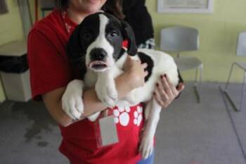 Luca -  Great Pyrenees and Mixed Breed Dog for Adoption in Kansas City, Missouri - Luca | PetCurious