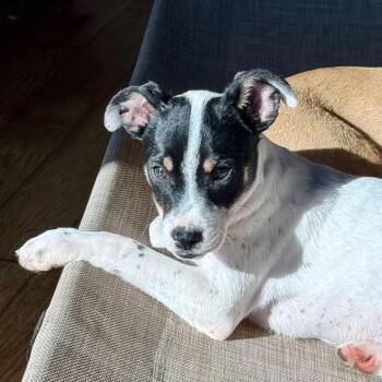 Squirt -  Rat Terrier and Mixed Breed Dog for Adoption in Huntsville, Alabama - Squirt | PetCurious