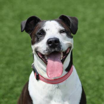 Scarlett -  Pit Bull Terrier Dog for Adoption in Evansville, Indiana - Scarlett | PetCurious