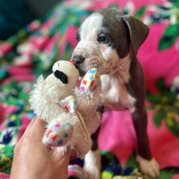 Professor X -  Pit Bull Terrier and Boxer Dog for Adoption in New Orleans, Louisiana - Professor X | PetCurious