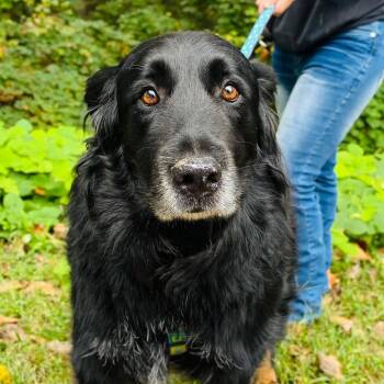 Bear -  Collie and Mixed Breed Dog for Adoption - Bear | PetCurious