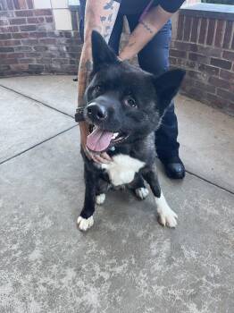 Rescue Akita Dogs for Adoption - Kevin Costner "KC" 10/22 (Purebred) | PetCurious