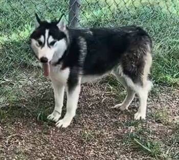 Rescue Siberian Husky and Mixed Breed Dogs for Adoption in Houston, Texas - JANEL | PetCurious