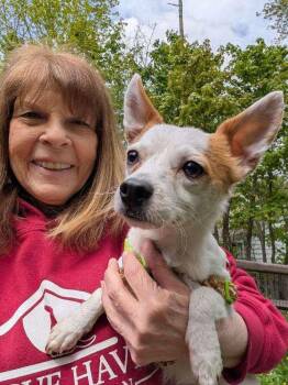 Chihuahua Dogs Available for Adoption in Caldwell, New Jersey - Mr.North | PetCurious
