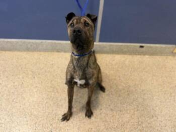 Shar Pei and Dutch Shepherd Dogs Available for Adoption in Doral, Florida - BELLA SERPA | PetCurious