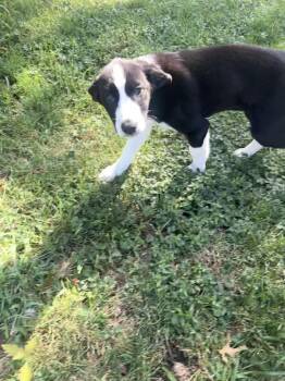Gemma -  Siberian Husky and Australian Cattle Dog Blue Heeler Dog for Adoption - Gemma | PetCurious