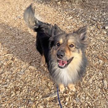 Mixed Breed Dogs Available for Adoption - Bruce | PetCurious