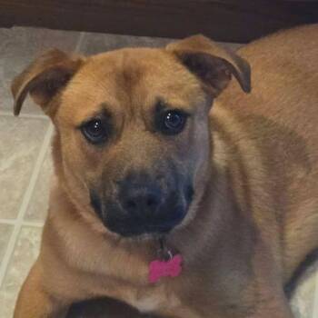 Reflection -  Shepherd Dog for Adoption in Merrillville, Indiana - Reflection | PetCurious