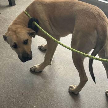 Labrador Retriever Dogs Available for Adoption in Kingman, Arizona - Goodman | PetCurious