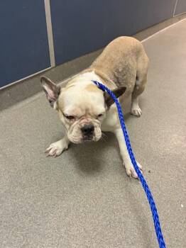 JESSICA -  French Bulldog Dog for Adoption in Doral, Florida - JESSICA | PetCurious