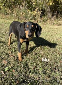 Doberman Pinscher Dogs Available for Adoption in Lawrenceburg, Tennessee - Moe | PetCurious