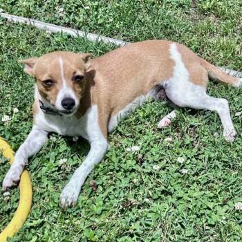 Kanga 07-1510 -  Chihuahua and Mixed Breed Dog for Adoption in Tyrone, Georgia - Kanga 07-1510 | PetCurious
