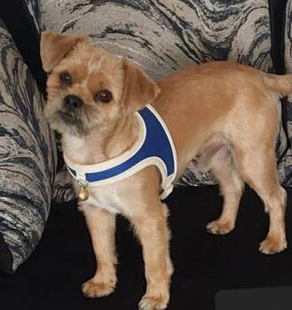 Yorkshire Terrier and Shih Tzu Dogs Available for Adoption in Oakland Park, Florida - Rylo | PetCurious