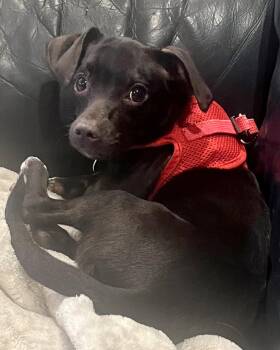 Chihuahua and Dachshund Dogs Available for Adoption in Corona, California - Sadie | PetCurious