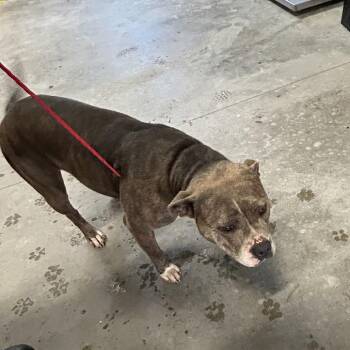 BEAUTRIX -  Pit Bull Terrier Dog for Adoption in Greensboro, North Carolina - BEAUTRIX | PetCurious