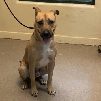 Carlo -  Shepherd and Mixed Breed Dog for Adoption in Pasadena, California - Carlo | PetCurious