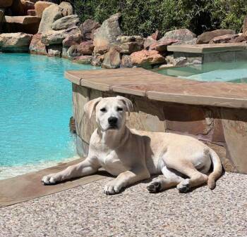 Rescue Labrador Retriever and Pit Bull Terrier Dogs for Adoption - Oliver | PetCurious