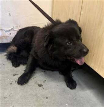ANTONY -  Chow Chow Dog for Adoption in Camarillo, California - ANTONY | PetCurious