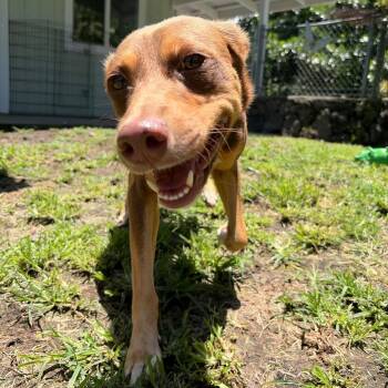 Hershey -  Mixed Breed Dog for Adoption in Keaau, Hawaii - Hershey | PetCurious