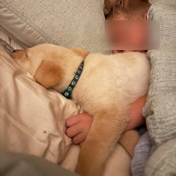 Pillow -  Mixed Breed Dog for Adoption in Buffalo, Minnesota - Pillow | PetCurious