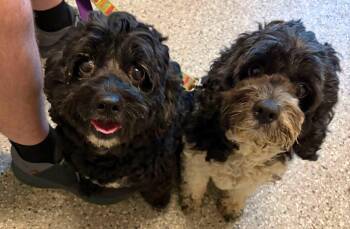 Claudette and Audrey -  Cockapoo Dog for Adoption in Holland, Michigan - Claudette And Audrey | PetCurious