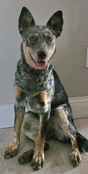 Birdie -  Australian Cattle Dog Blue Heeler Dog for Adoption in Littleton, Colorado - Birdie | PetCurious