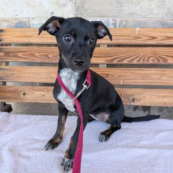 DIANA -  Terrier Dog for Adoption in Chico, California - DIANA | PetCurious