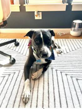 Cyrano, Your. velcro companion -  American Staffordshire Terrier and Whippet Dog for Adoption in Houston, Texas - Cyrano, Your. Velcro Companion | PetCurious