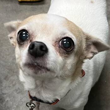 Chia -  Chihuahua Dog for Adoption in Sarasota, Florida - Chia | PetCurious