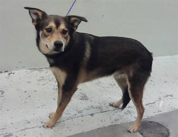 Labrador Retriever and Mixed Breed Dogs Available for Adoption in Houston, Texas - MARTIN | PetCurious