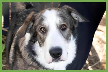 Merlin -  Siberian Husky and Shepherd Dog for Adoption in Amherst, Massachusetts - Merlin | PetCurious