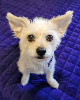 Terrier and Poodle Dogs Available for Adoption - Paisley | PetCurious