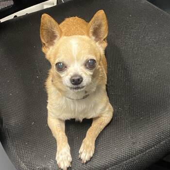 Sancocho -  Chihuahua Dog for Adoption in Allentown, Pennsylvania - Sancocho | PetCurious