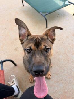 BREW -  German Shepherd Dog Dog for Adoption in Charlotte, North Carolina - BREW | PetCurious