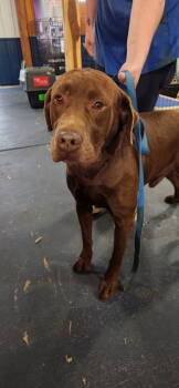 Rescue Labrador Retriever Dogs for Adoption in Broomfield, Colorado - Taugher / Bulldozer | PetCurious