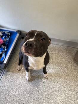 Rescue Terrier Dogs for Adoption in Auburn, Indiana - Precious | PetCurious